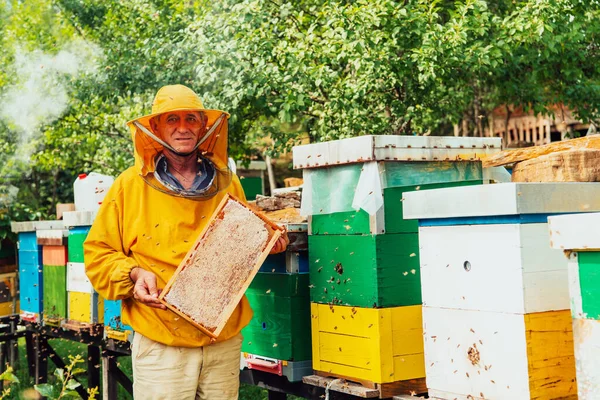 Starszy Pszczelarz Sprawdza Jak Rozwija Się Produkcja Miodu Zdjęcie Pszczelarza — Zdjęcie stockowe
