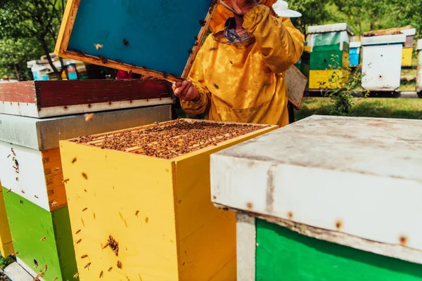 Starszy Pszczelarz Sprawdza Jak Rozwija Się Produkcja Miodu Zdjęcie Pszczelarza — Zdjęcie stockowe
