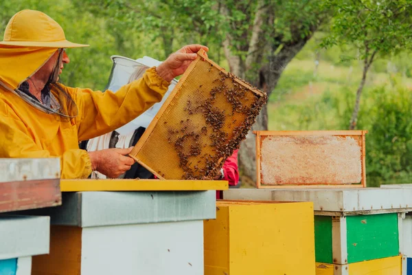 Ανώτερος Μελισσοκόμος Ελέγχει Πώς Εξελίσσεται Παραγωγή Μελιού Φωτογραφία Μελισσοκόμου Χτένα — Φωτογραφία Αρχείου
