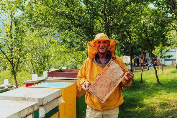 Senior Beekeeper Checking How Honey Production Progressing Photo Beekeeper Comb — ストック写真