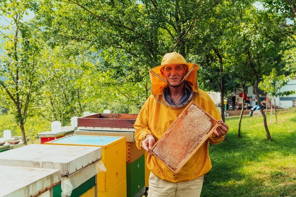 Старший Бджоляр Перевіряє Розвивається Виробництво Меду Фото Бджоляра Гребенем Меду — стокове фото