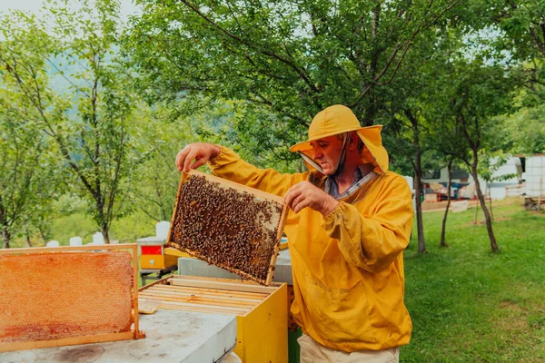 Senior Beekeeper Checking How Honey Production Progressing Photo Beekeeper Comb — Φωτογραφία Αρχείου