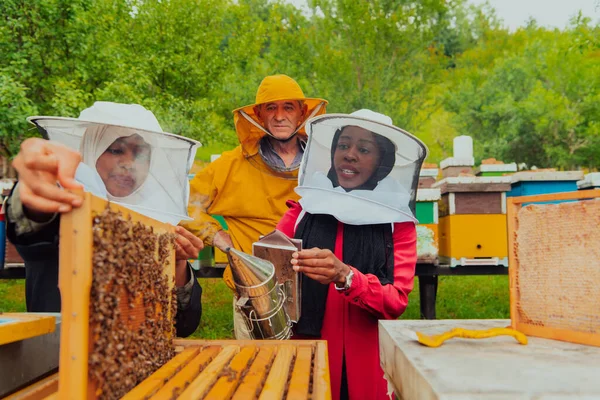 Business Partners Experienced Senior Beekeeper Checking Quality Production Honey Large — Stock Photo, Image