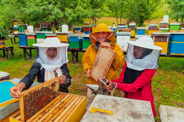 Business partners with an experienced senior beekeeper checking the quality and production of honey at a large bee farm. 