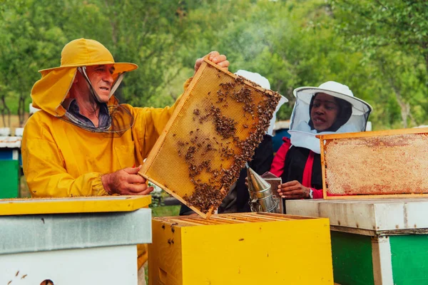 Virksomhedspartnere Med Erfaren Seniorbiavler Der Kontrollerer Kvaliteten Produktionen Honning Stor - Stock-foto