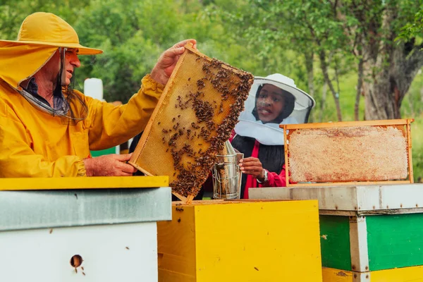 Business Partners Experienced Senior Beekeeper Checking Quality Production Honey Large — ストック写真