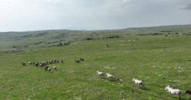 Gökyüzü manzaralı büyük at sürüsü yeşil çimenlik kayalık çayır tarlasında hızla koşuyor. Destansı sinema uçuşu vahşi atları takip eder..