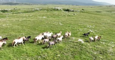 Gökyüzü manzaralı büyük at sürüsü yeşil çimenlik kayalık çayır tarlasında hızla koşuyor. Destansı sinema uçuşu vahşi atları takip eder..