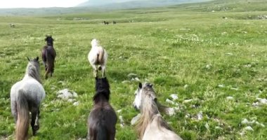 Gökyüzü manzaralı büyük at sürüsü yeşil çimenlik kayalık çayır tarlasında hızla koşuyor. Destansı sinema uçuşu vahşi atları takip eder..