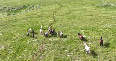 Gökyüzü manzaralı büyük at sürüsü yeşil çimenlik kayalık çayır tarlasında hızla koşuyor. Destansı sinema uçuşu vahşi atları takip eder..