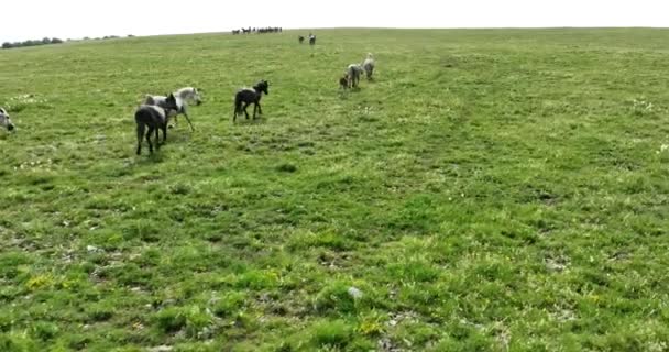 緑の芝生の岩の牧草地のフィールド全体をすばやく実行している馬の空中風景大規模な群れ エピックシネマティックフライトは野生の馬の動物に続きます — ストック動画