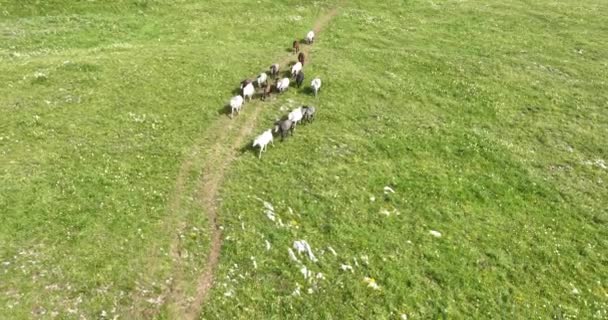 Flygfoto Natursköna Stora Flock Hästar Galopperande Snabbt Kör Över Ett — Stockvideo