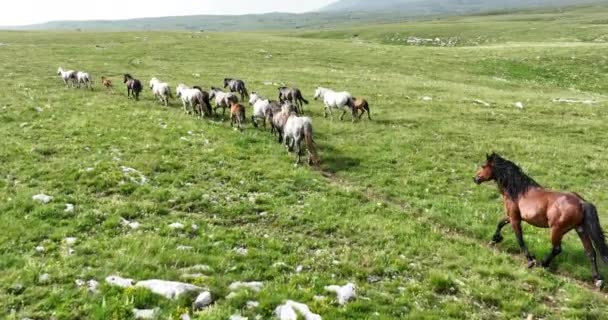緑の芝生の岩の牧草地のフィールド全体をすばやく実行している馬の空中風景大規模な群れ エピックシネマティックフライトは野生の馬の動物に続きます — ストック動画