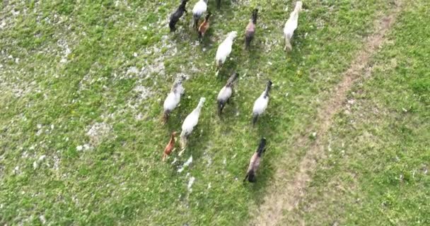 Flygfoto Natursköna Stora Flock Hästar Galopperande Snabbt Kör Över Ett — Stockvideo