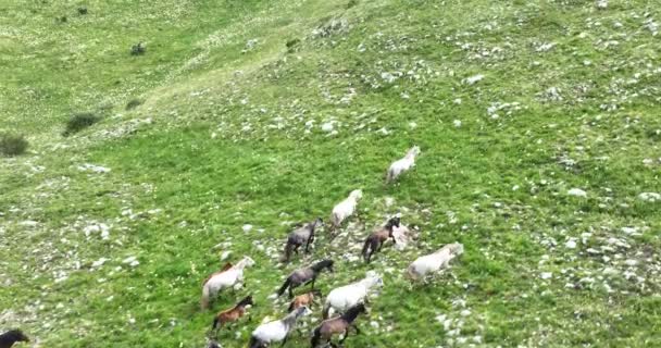 Aerial Scenic Large Herd Horses Galloping Quickly Running Field Green — Stock Video