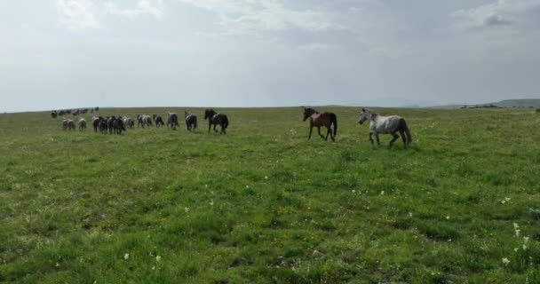 空中风景秀丽的大群马疾驰而过一片绿草石质的草地 史诗电影飞行跟随野马 — 图库视频影像