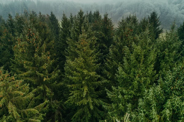 Vedere Aeriană Copacilor Verzi Vară Într Pădure Dintr Așezare Rurală — Fotografie, imagine de stoc