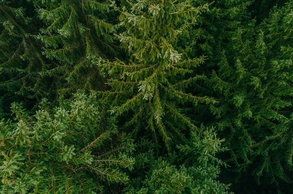 農村部の集落の森の中の夏の緑の木の空中ビュー ドローン写真 — ストック写真