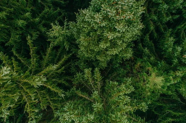 農村部の集落の森の中の夏の緑の木の空中ビュー ドローン写真 — ストック写真