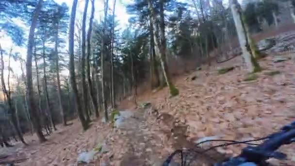 Group Friends Extreme Speed Riding Mountain Bike Downhill Ride Forest — Stock Video