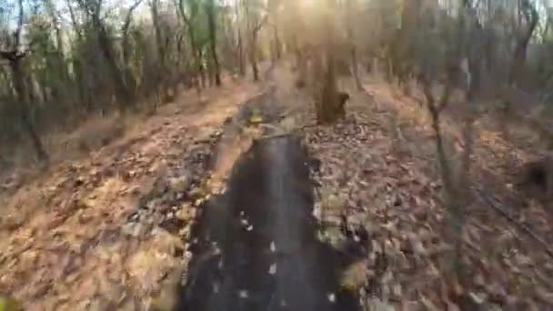 Grupp Vänner Extreme Speed Ridning Mountainbike Downhill Rida Skogsstig Med — Stockvideo