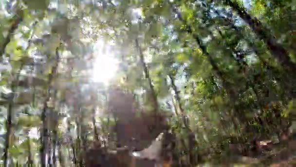 身着正宗迷彩服的男子 手持狙击枪 在真正的战场上玩空弹游戏 在森林里有试骑和木制护身符 彩排上的摄像机拍摄的Pov图像 — 图库视频影像