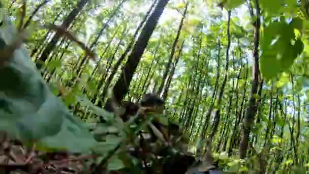スナイパーライフル銃で本物のカモフラージュスーツを着て 森でトライと木製のシェルターでリアル戦場でエアソフトゲームをプレイ リフルのカメラからのPovビュー — ストック動画