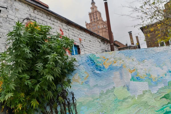 Närbild Färska Marijuanablad Stadsmiljö Som Visar Upp Cannabisplantans Livfulla Gröna — Stockfoto