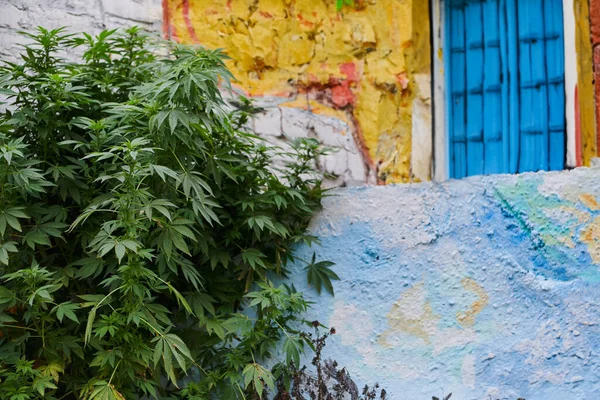 都会の環境で新鮮なマリファナの葉のクローズアップ写真は 街並みの中で大麻植物の活気に満ちた緑の葉を示しています — ストック写真