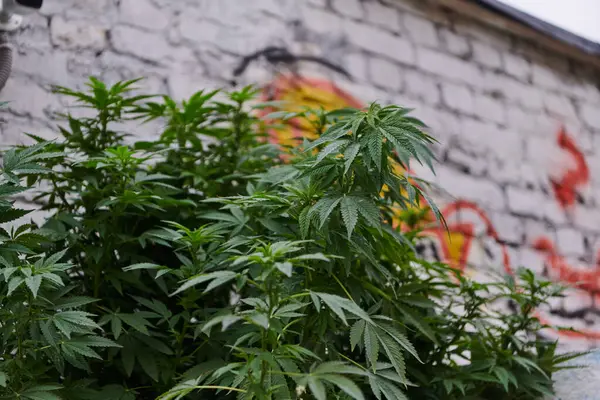 都会の環境で新鮮なマリファナの葉のクローズアップ写真は 街並みの中で大麻植物の活気に満ちた緑の葉を示しています — ストック写真