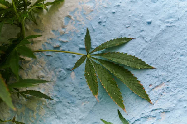 Detailní Fotografie Čerstvých Marihuanových Listů Městském Prostředí Představující Zářivě Zelené — Stock fotografie