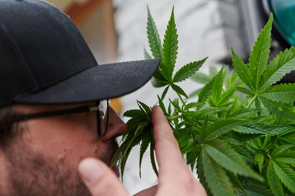 头戴一顶帽子的人 闻到大麻植物芬芳的花朵 享受着大麻花的自然芬芳 — 图库照片