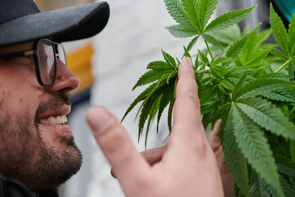 Man Wearing Cap Smelling Fragrant Flowers Marijuana Plant Enjoying Natural — Stock Photo, Image