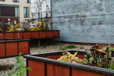 Litvanya 'nın Riga kentindeki güzel bir sonbahar sahnesinde, geleneksel Litvanya evleriyle dolu bir park, Baltık bölgesinin canlı sonbahar yapraklarını ve kültürel mirasını gözler önüne seriyor.. 