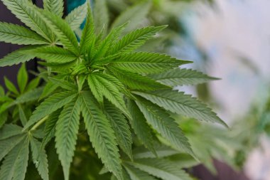 Kentsel bir ortamda taze marihuana yapraklarının yakın plan fotoğrafı, kentin ortasındaki kenevir bitkisinin canlı yeşil yapraklarını sergiliyor.