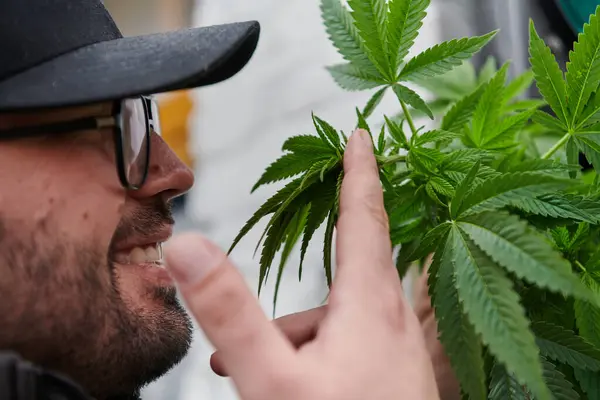 Bir Kep Takan Adam Marihuana Bitkisinin Güzel Kokulu Çiçeklerini Kokluyor — Stok fotoğraf