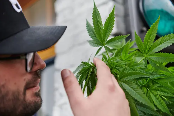 Mężczyzna Czapce Pachnący Pachnącymi Kwiatami Marihuany Cieszący Się Naturalnym Aromatem — Zdjęcie stockowe
