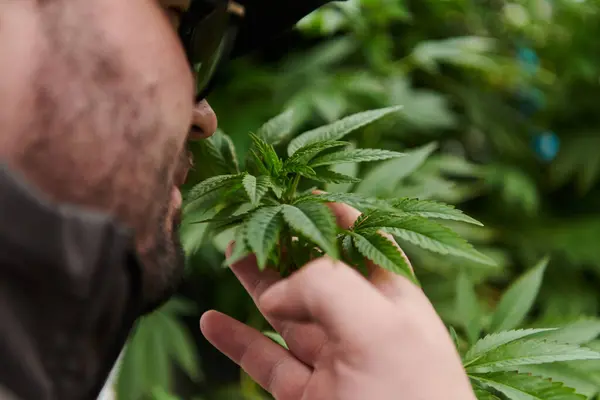 Uomo Indossa Cappello Che Annusa Fiori Profumati Una Pianta Marijuana — Foto Stock