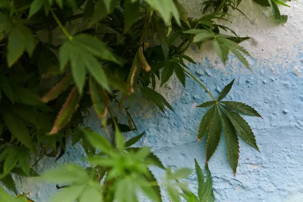 Close Photo Fresh Marijuana Leaves Urban Setting Showcasing Vibrant Green — Stock Photo, Image