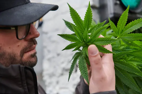 Bir Kep Takan Adam Marihuana Bitkisinin Güzel Kokulu Çiçeklerini Kokluyor — Stok fotoğraf