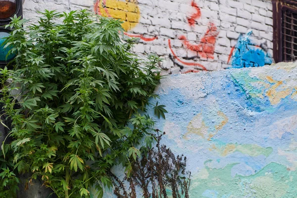 Detailní Fotografie Čerstvých Marihuanových Listů Městském Prostředí Představující Zářivě Zelené — Stock fotografie