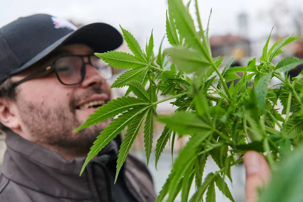 Man Wearing Cap Smelling Fragrant Flowers Marijuana Plant Enjoying Natural — Stock Photo, Image