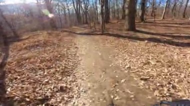 Bir grup arkadaş Yokuş aşağı Dağ bisikleti sürerken Son sürat bir orman yolunda Manzaralı sonbahar doğa manzarası birinci şahıs perspektifinden göğüs at