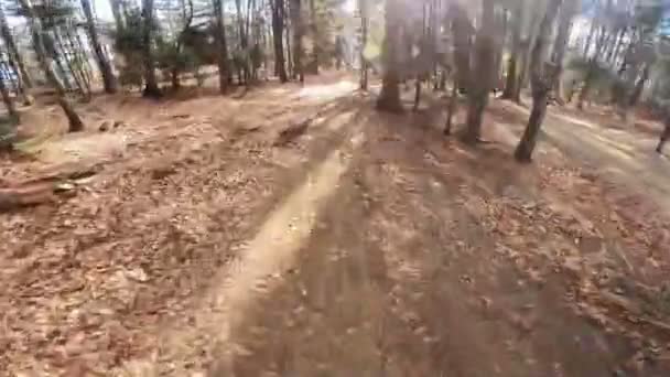 友人のグループ エクストリームスピードライディングマウンテンバイクは 最初の人物の視点の胸のマウントから景色の秋の自然の景色を持つ森の道に乗ります — ストック動画