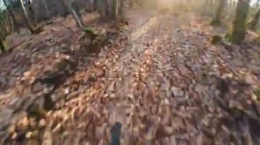 Bir grup arkadaş Yokuş aşağı Dağ bisikleti sürerken Son sürat bir orman yolunda Manzaralı sonbahar doğa manzarası birinci şahıs perspektifinden göğüs at