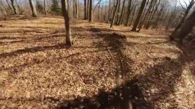 Bir grup arkadaş Yokuş aşağı Dağ bisikleti sürerken Son sürat bir orman yolunda Manzaralı sonbahar doğa manzarası birinci şahıs perspektifinden göğüs at