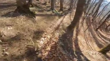 Bir grup arkadaş Yokuş aşağı Dağ bisikleti sürerken Son sürat bir orman yolunda Manzaralı sonbahar doğa manzarası birinci şahıs perspektifinden göğüs at