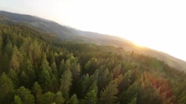 FPV insansız hava aracı videosu, yukarıdan görüntü, yüksek hızda uçan bir FPV İHA 'dan hava görüntüsü ve güzel bir günbatımında aydınlatılmış yeşil orman.. 
