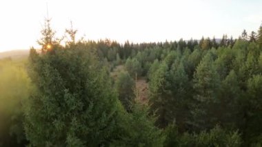 FPV insansız hava aracı videosu, yukarıdan görüntü, yüksek hızda uçan bir FPV İHA 'dan hava görüntüsü ve güzel bir günbatımında aydınlatılmış yeşil orman.. 