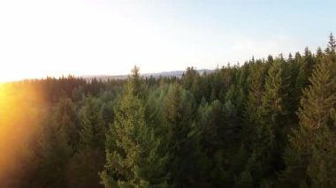 FPV insansız hava aracı videosu, yukarıdan görüntü, yüksek hızda uçan bir FPV İHA 'dan hava görüntüsü ve güzel bir günbatımında aydınlatılmış yeşil orman.. 